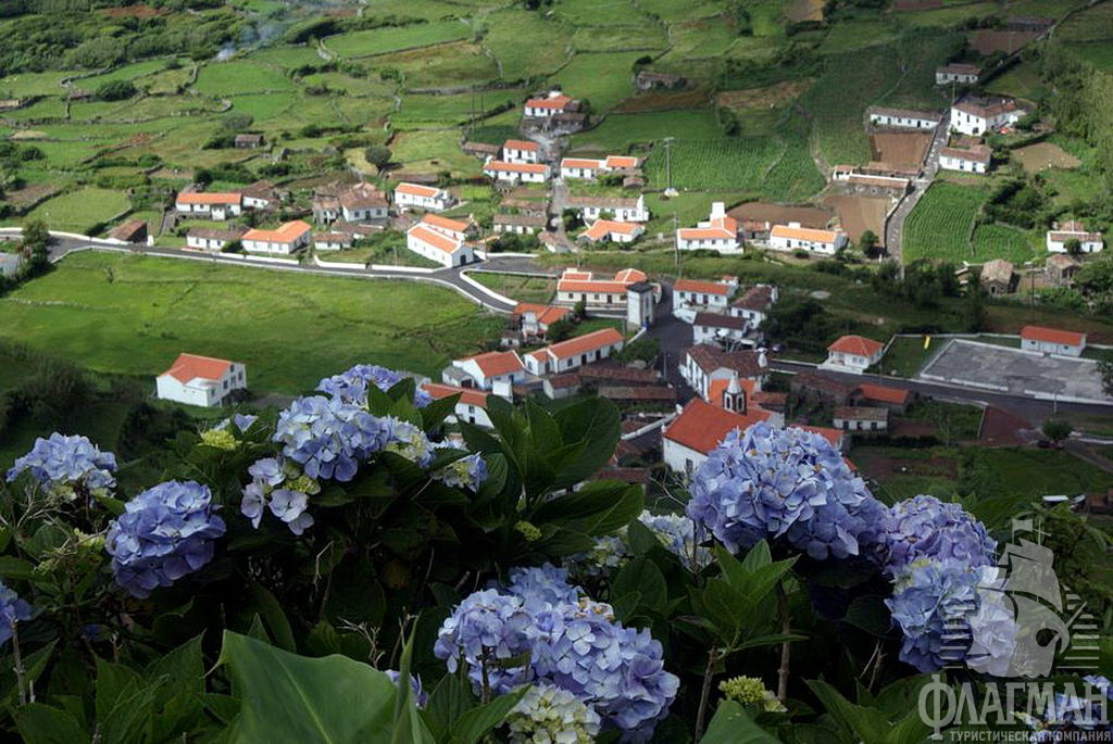 Голубая гортензия - главный цветок на Азорах.
