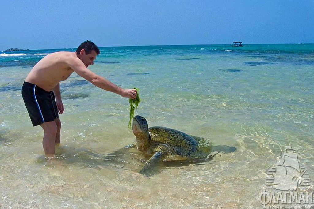 На пляже черепахи нередкие гости. Их подкармливают ламинариями.