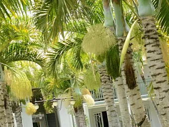 Отель VERANDA GRAND BAIE HOTEL & SPA 3*