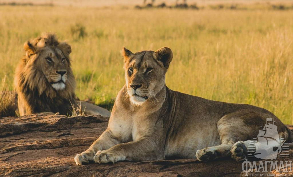 Львы в национальных парках Танзании: Микуми и Силус - ближайшие к острову Занзибар. Такое сафари начинается от от 500..600$\чел и заказывать его нужно заранее
