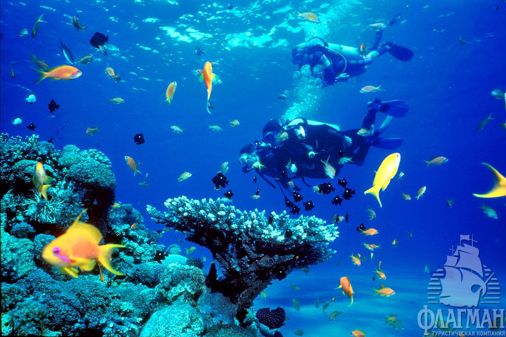 В Акабе находится несколько дайвинг центров, так что любой желающий может полюбоваться красотами подводного мира