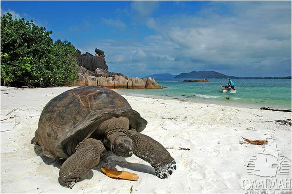  Большая сухопутная черепаха - завсегдатай здешних пляжей.
