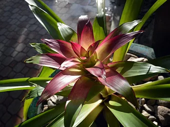 SUNSET AT THE PALMS RESORT 4*