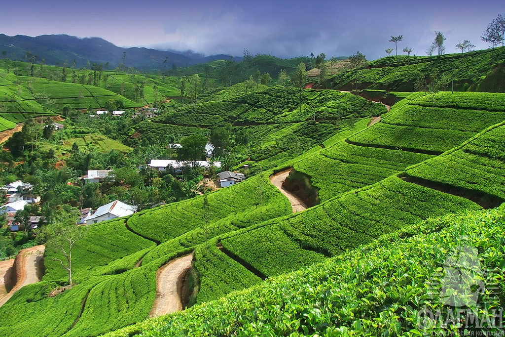 Склоны гор засажены аккуратными плантациями чая.