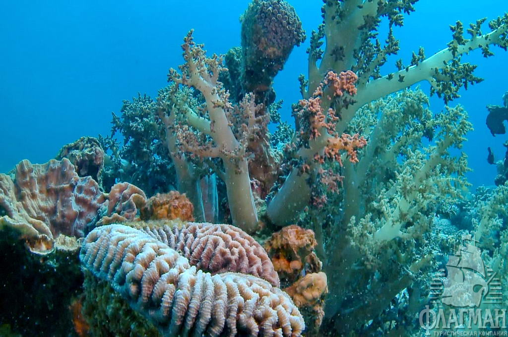 Многие рифы в заливе Акаба находятся совсем близко к берегу