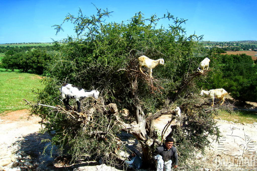 Эс-Сувейра - летающие-прыгающие  козы объедают дерево аргании