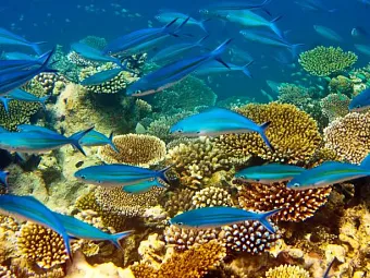 Отель INTERCONTINENTAL MAURITIUS RESORT BALACLAVA FORT 5*