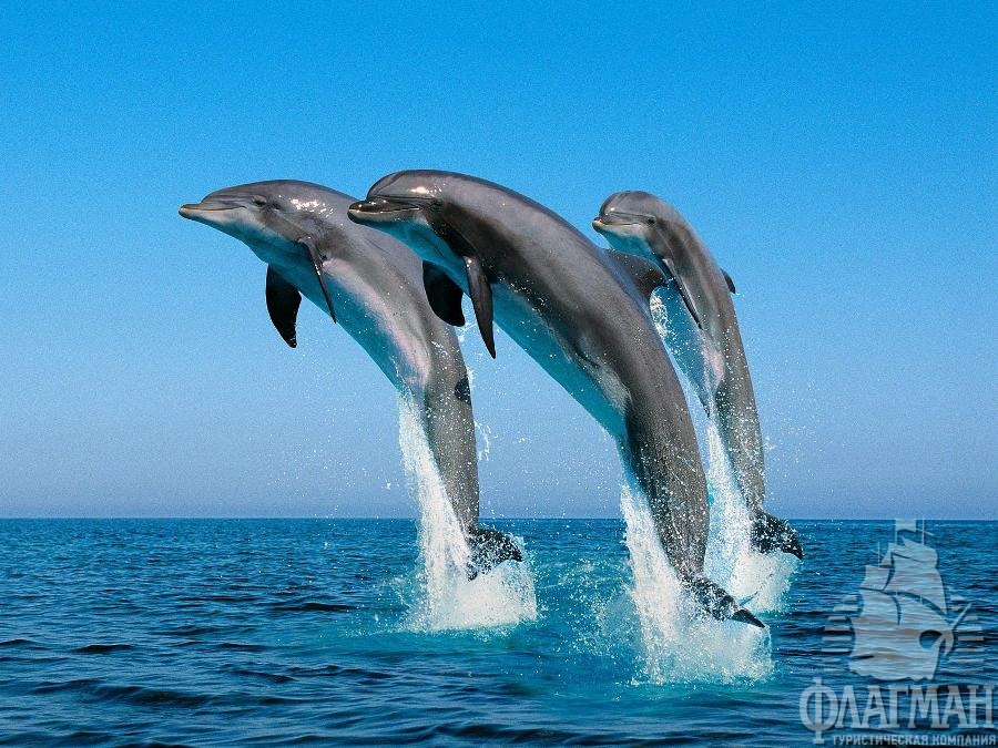 Дельфины в прибрежных водах Мальдив