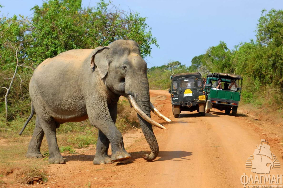 Слон в национальном парке недалеко от Тангалле