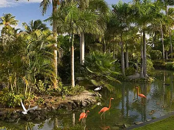  Фламинго в парке отеля MELIA CARIBE TROPICAL 5*