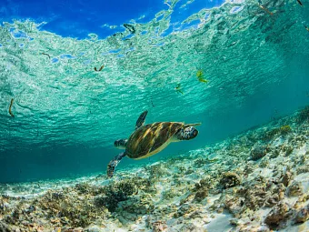 BIRD ISLAND LODGE 3*