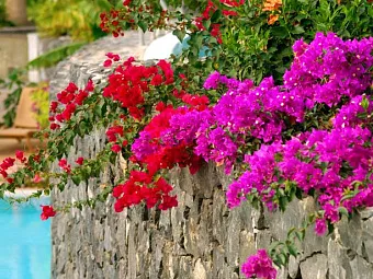 VINCCI SELECCION LA PLANTACION DEL SUR 5*