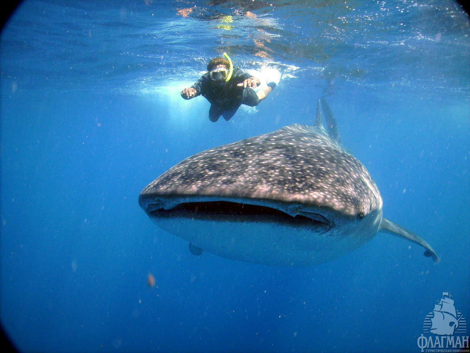 Isla Mujeres - погружение с китовыми акулами в Канкуне