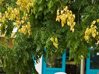 Отель KALIOPA 3*