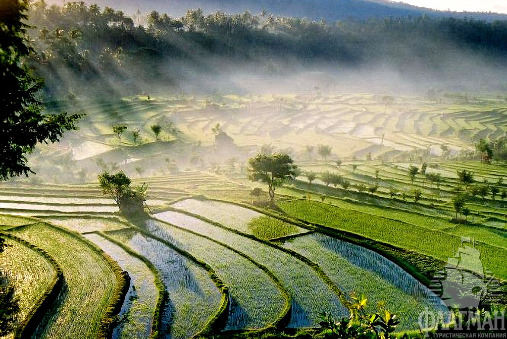 Рисовые террасы на Бали.